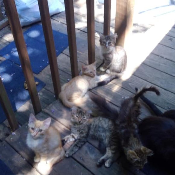 ๐๐๐CHEROKEE'S FERAL HAVEN๐๐๐ - Picture 11 of 14